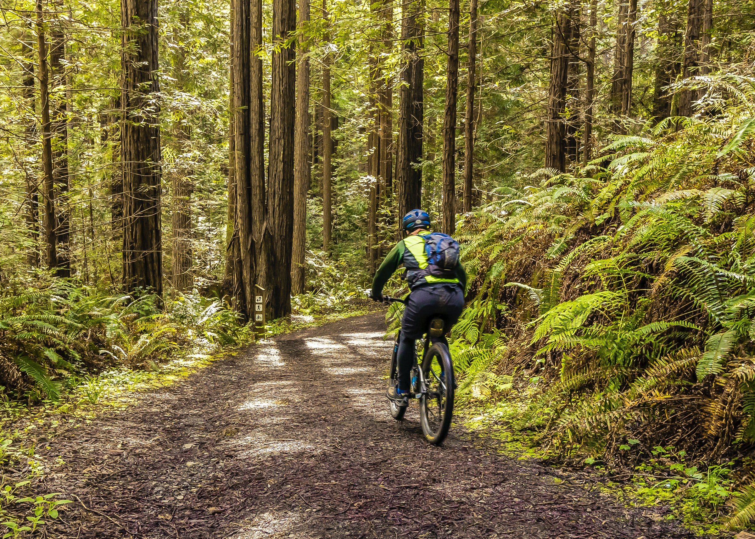 mountain biking through the woods